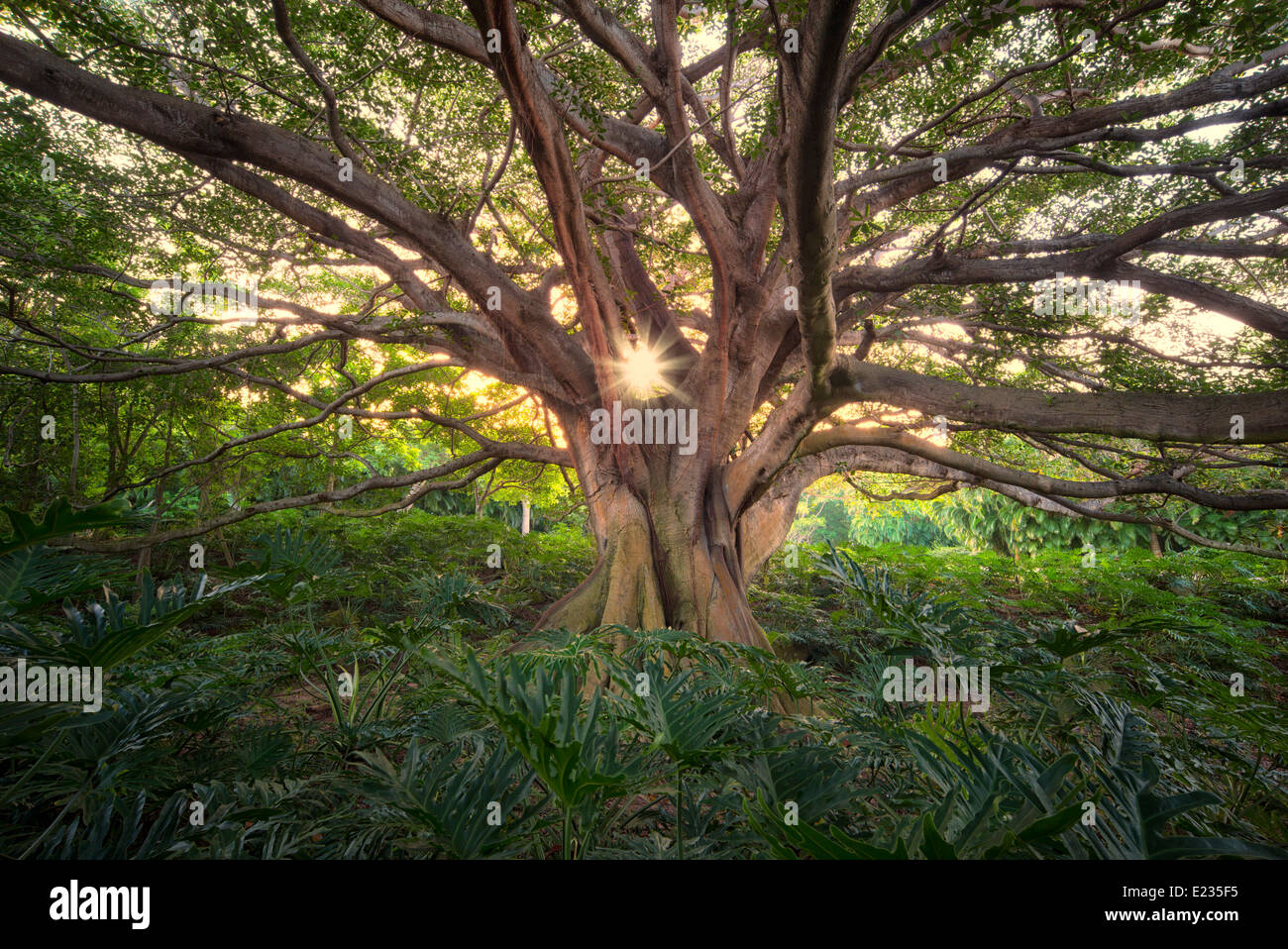 Les branches d'arbre tordu avec sun burst Banque D'Images
