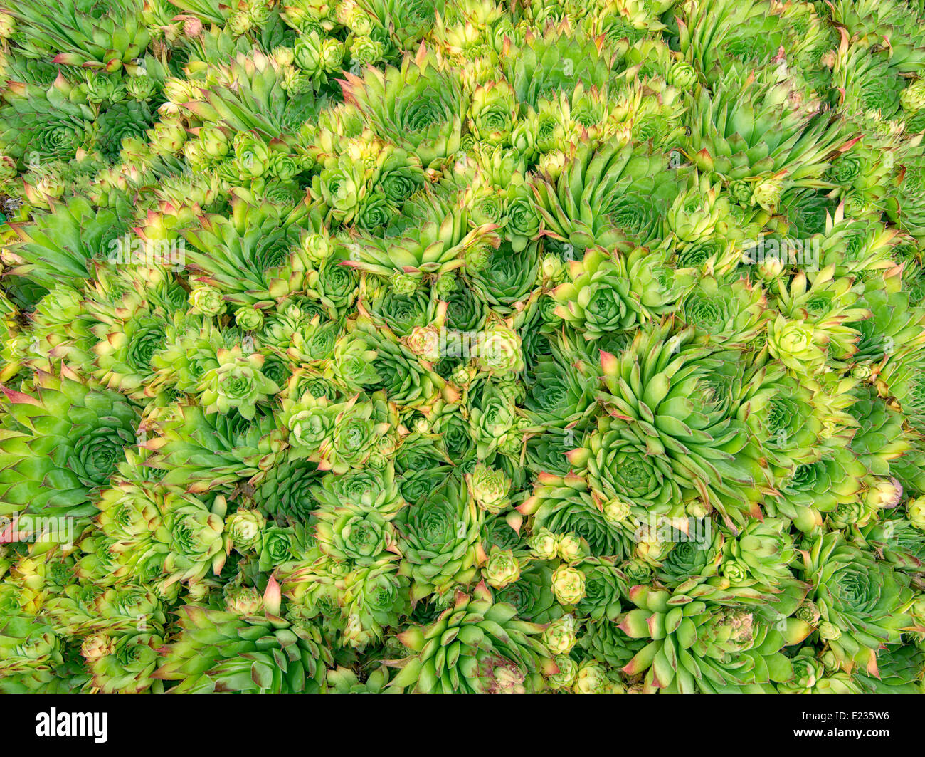 Close up of rock garden succulentes. "Semperivum kalinda' Banque D'Images
