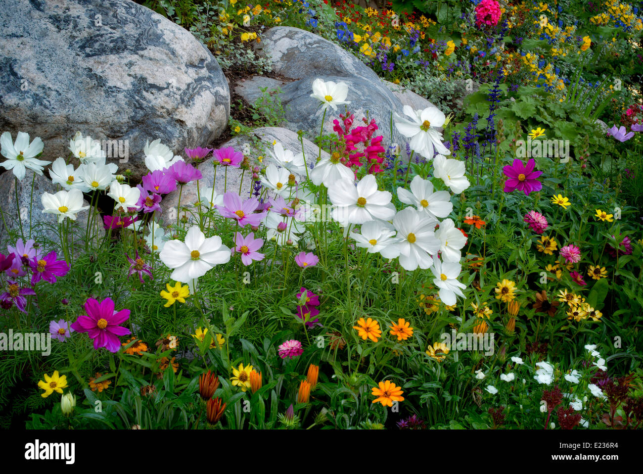 Fleurs mixtes en jardin à Vail Village. Vail Colorado Banque D'Images