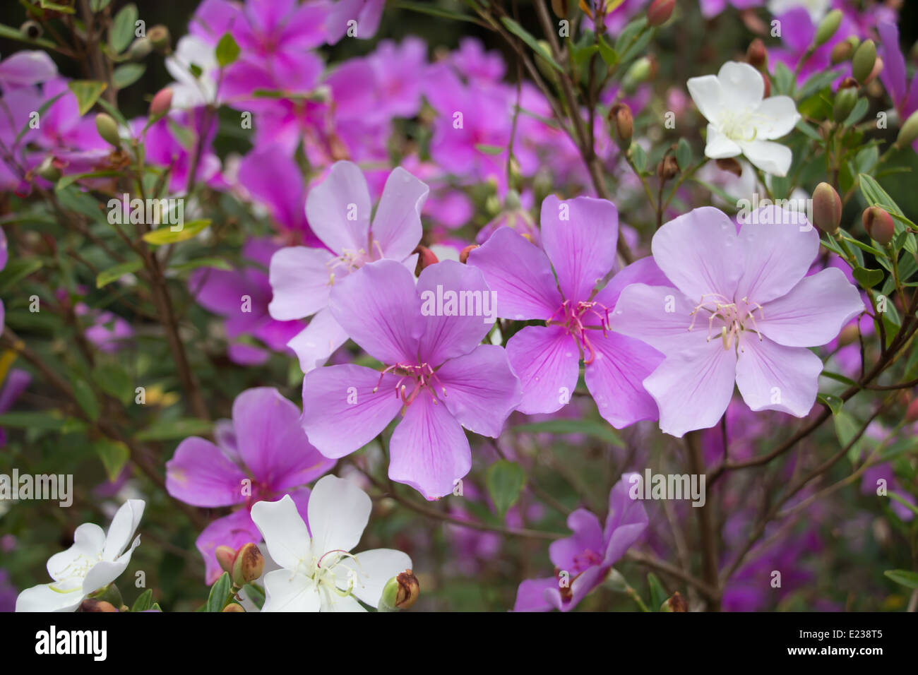 Gloire pourpre fleurs de printemps d'arbres dans la lumière du soleil. Banque D'Images