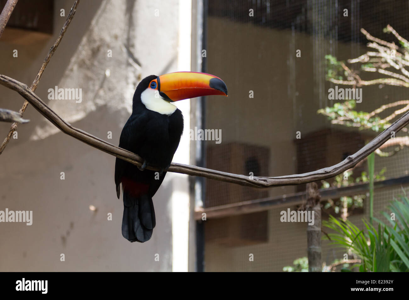 Toco Toucan avec leurs énormes typique facture Orange, anneau bleu sur ses yeux et son plumage noir. Zoo d'Itatiba, Sao Paulo, Brésil. Banque D'Images