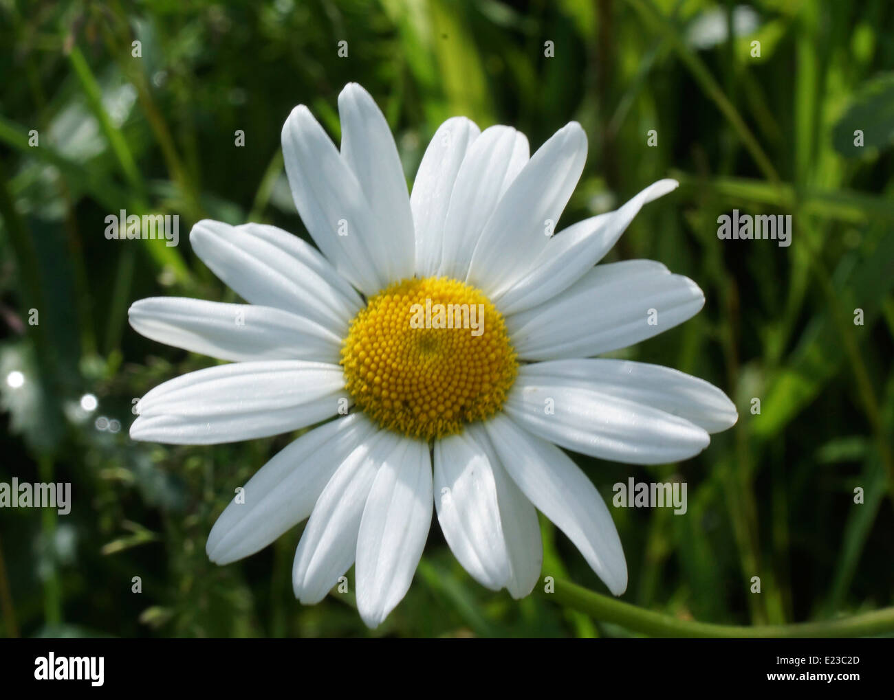 Un gros plan d'une tête Daisy Banque D'Images