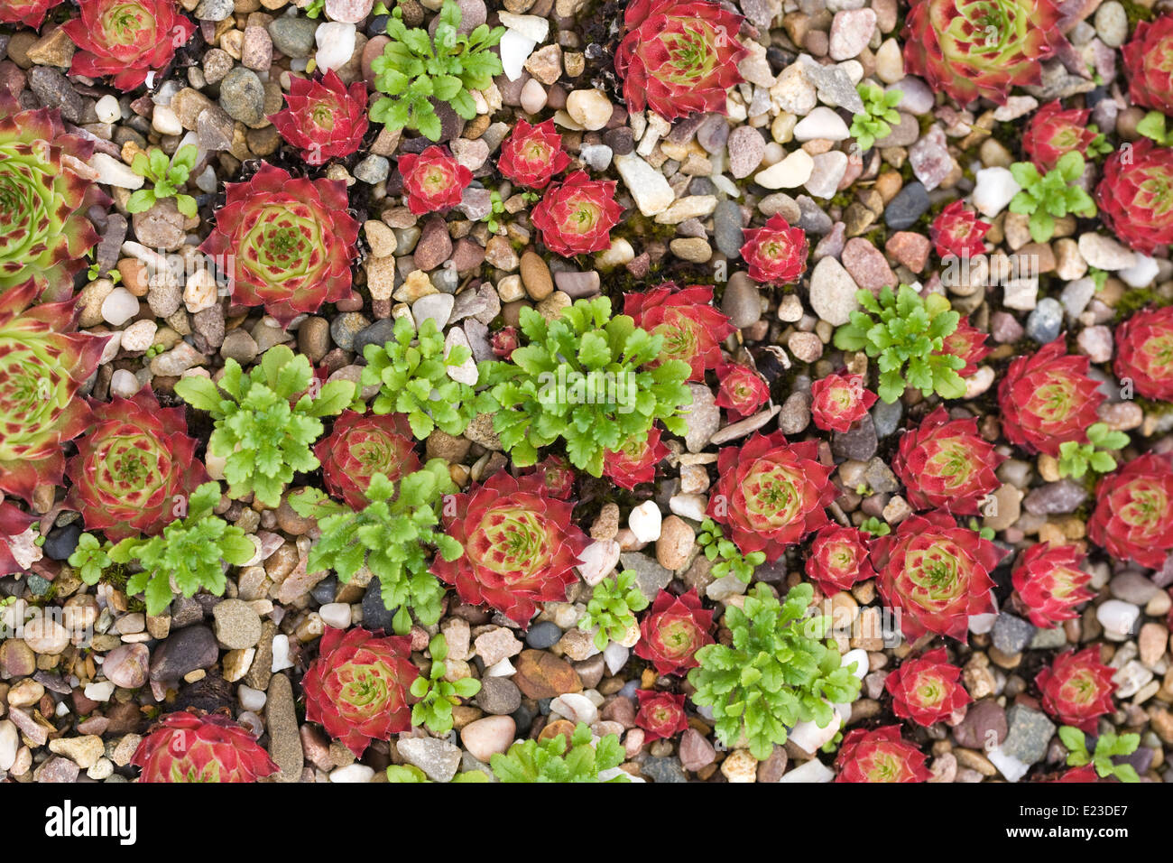 Sempervivum calcareum croissant dans un récipient. Banque D'Images