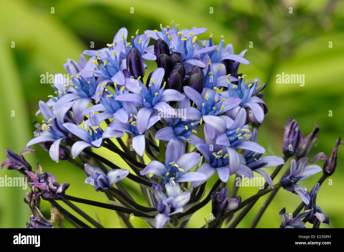 Squill Scilla peruviana - Portugais Banque D'Images