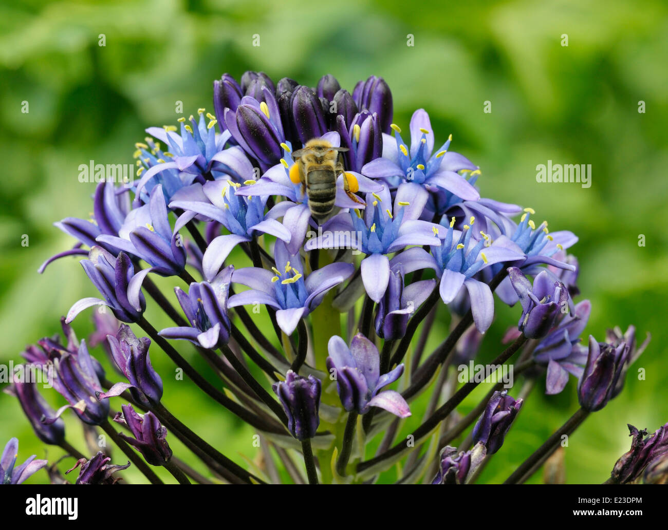 Squill Scilla peruviana portugais - avec Bee Banque D'Images