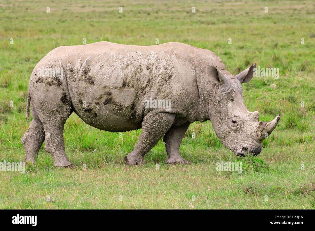 Les jeunes rhinocéros blanc (Ceratotherium simum), Parc national du lac Nakuru, Kenya Banque D'Images