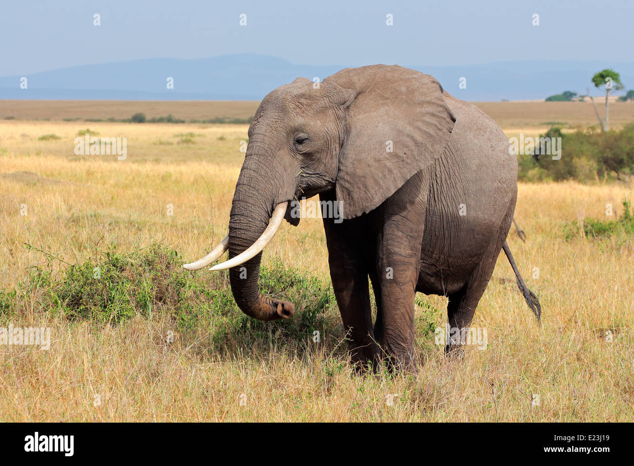 L'éléphant africain (Loxodonta africana), Masai Mara National Reserve, Kenya Banque D'Images