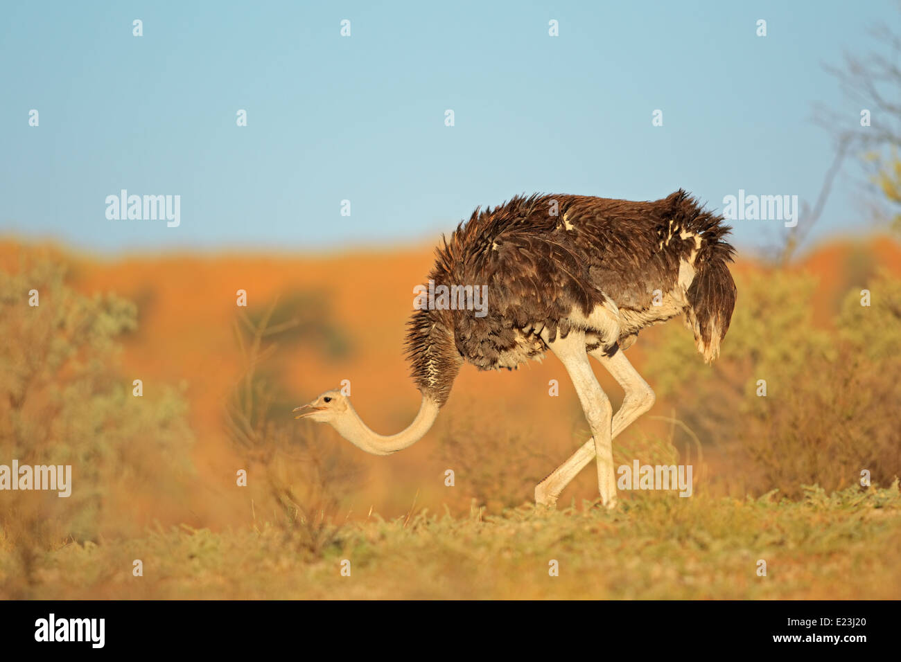 Autruche femelle (Struthio camelus), désert du Kalahari, Afrique du Sud Banque D'Images