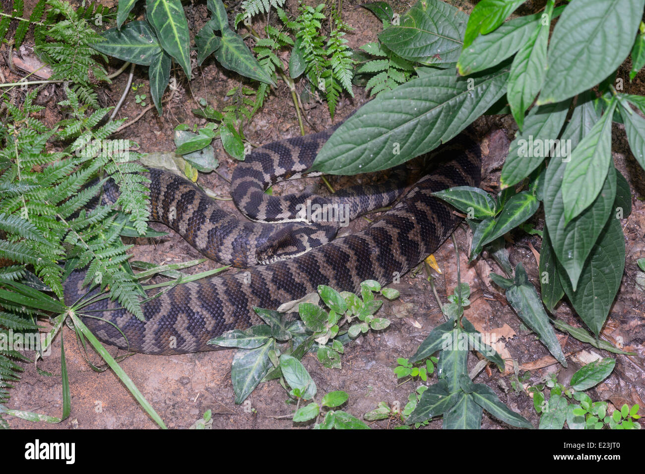 Amethystine Python Morelia amethistina (Scrub) Banque D'Images
