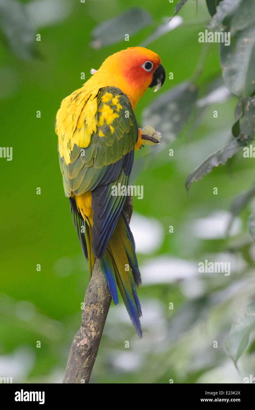 Conure soleil (Aratinga solstitialis) Banque D'Images