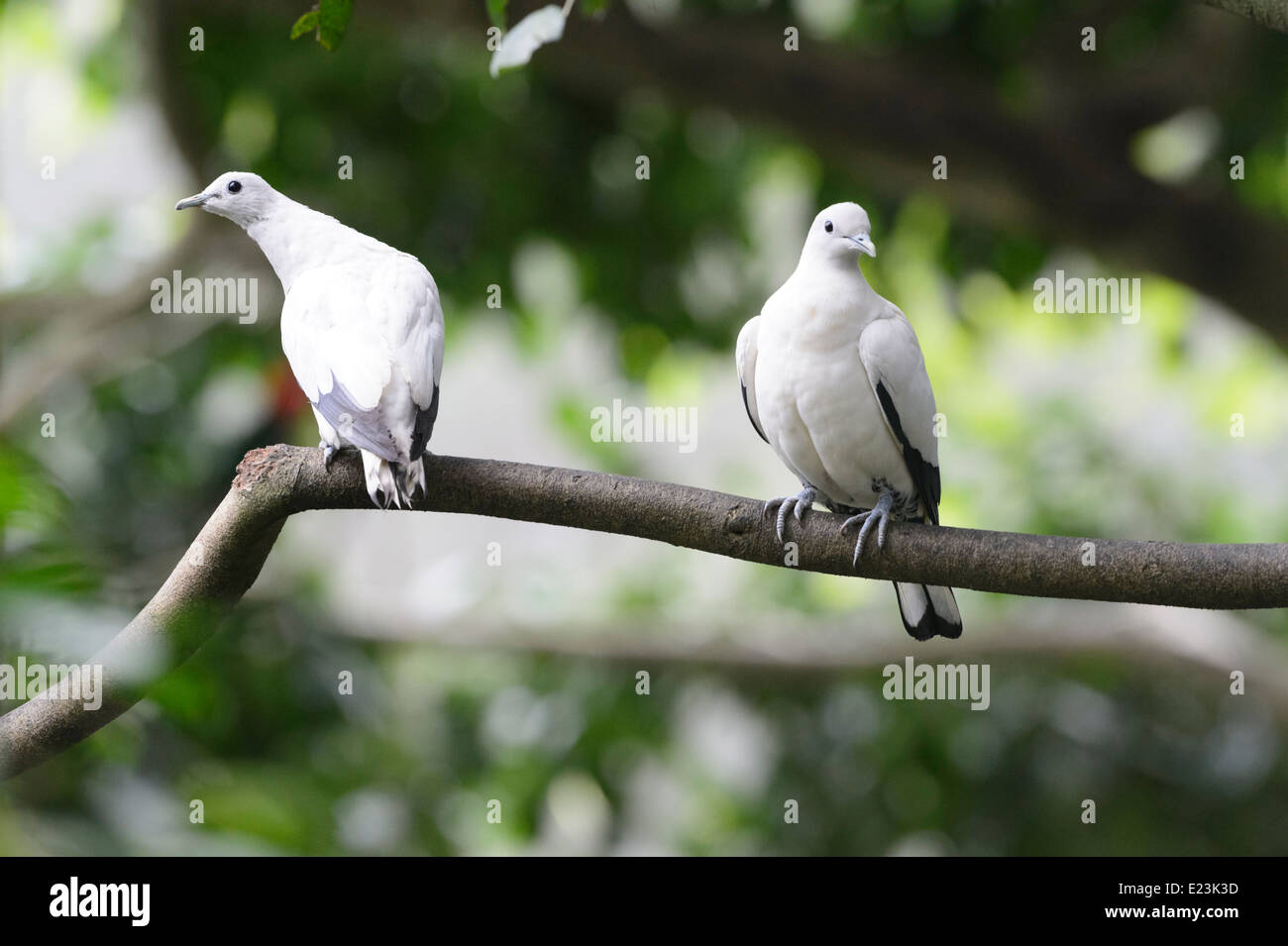 Les pigeons du détroit de Torres (Ducula spilorrhoa) Banque D'Images