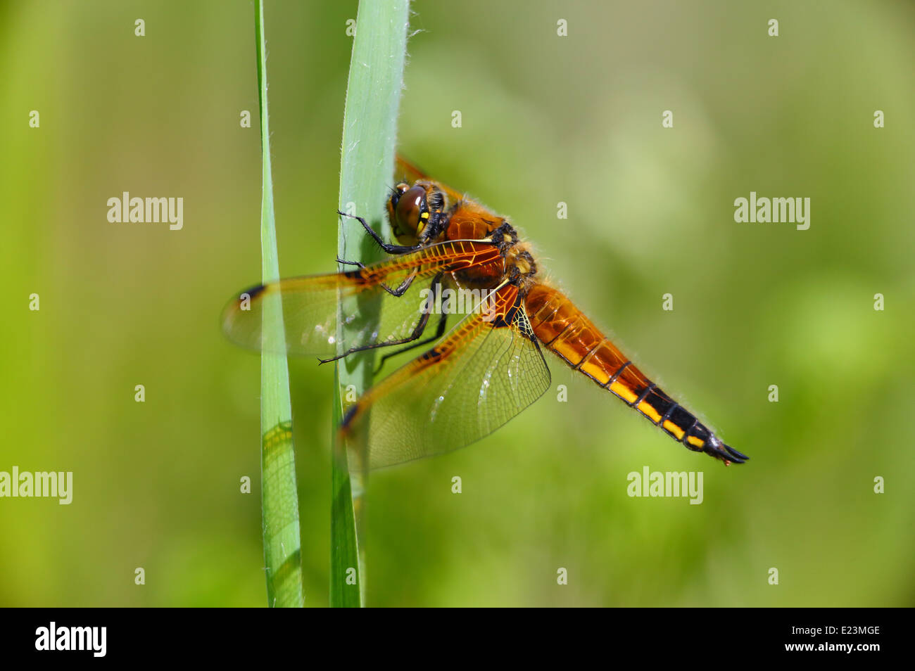 Quatre spotted chaser dragonfly Banque D'Images