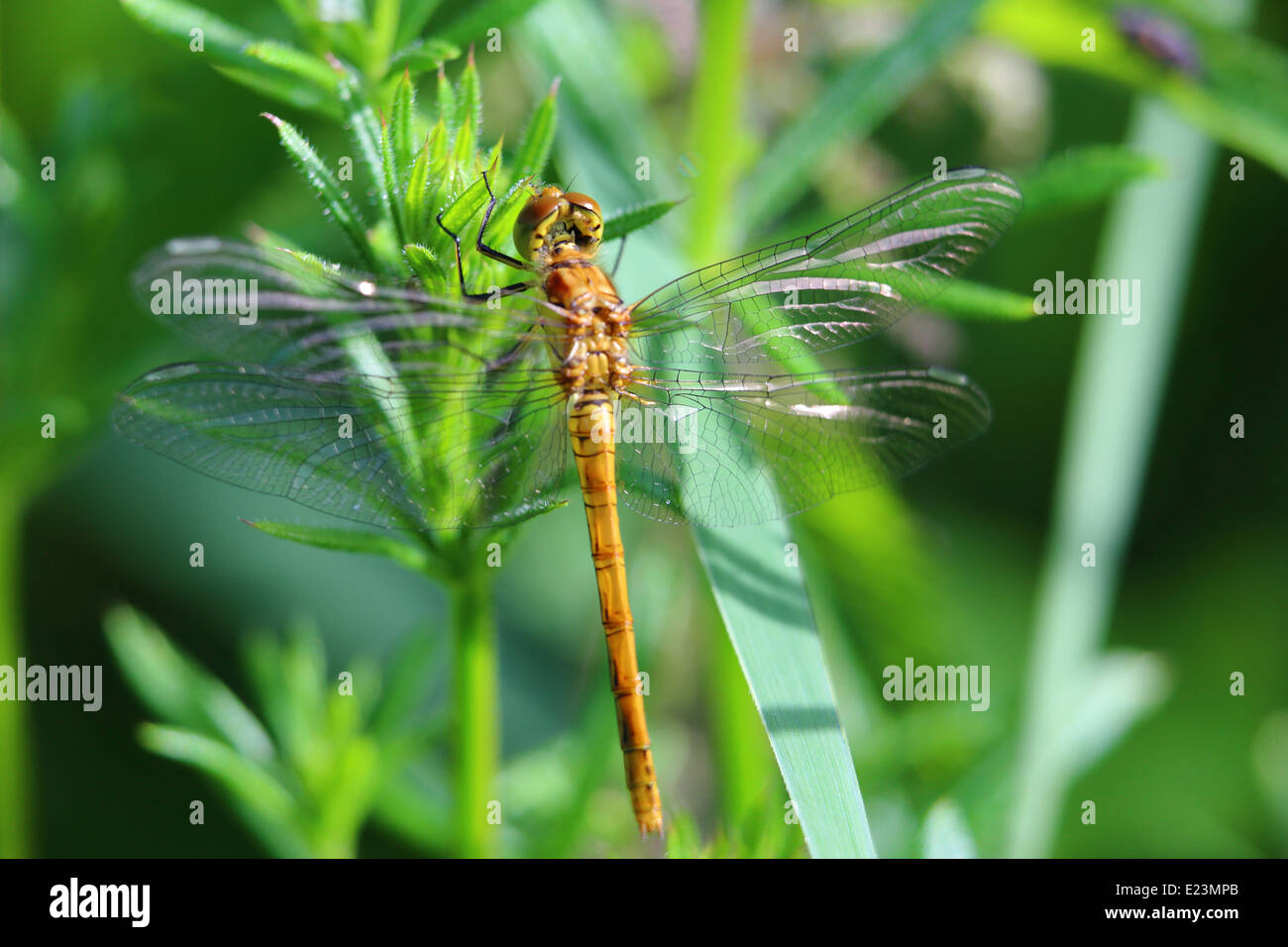 Ruddy darter dragonfly Banque D'Images