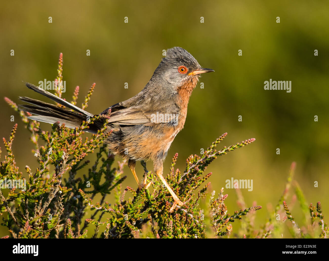 Dartford Warbler Banque D'Images