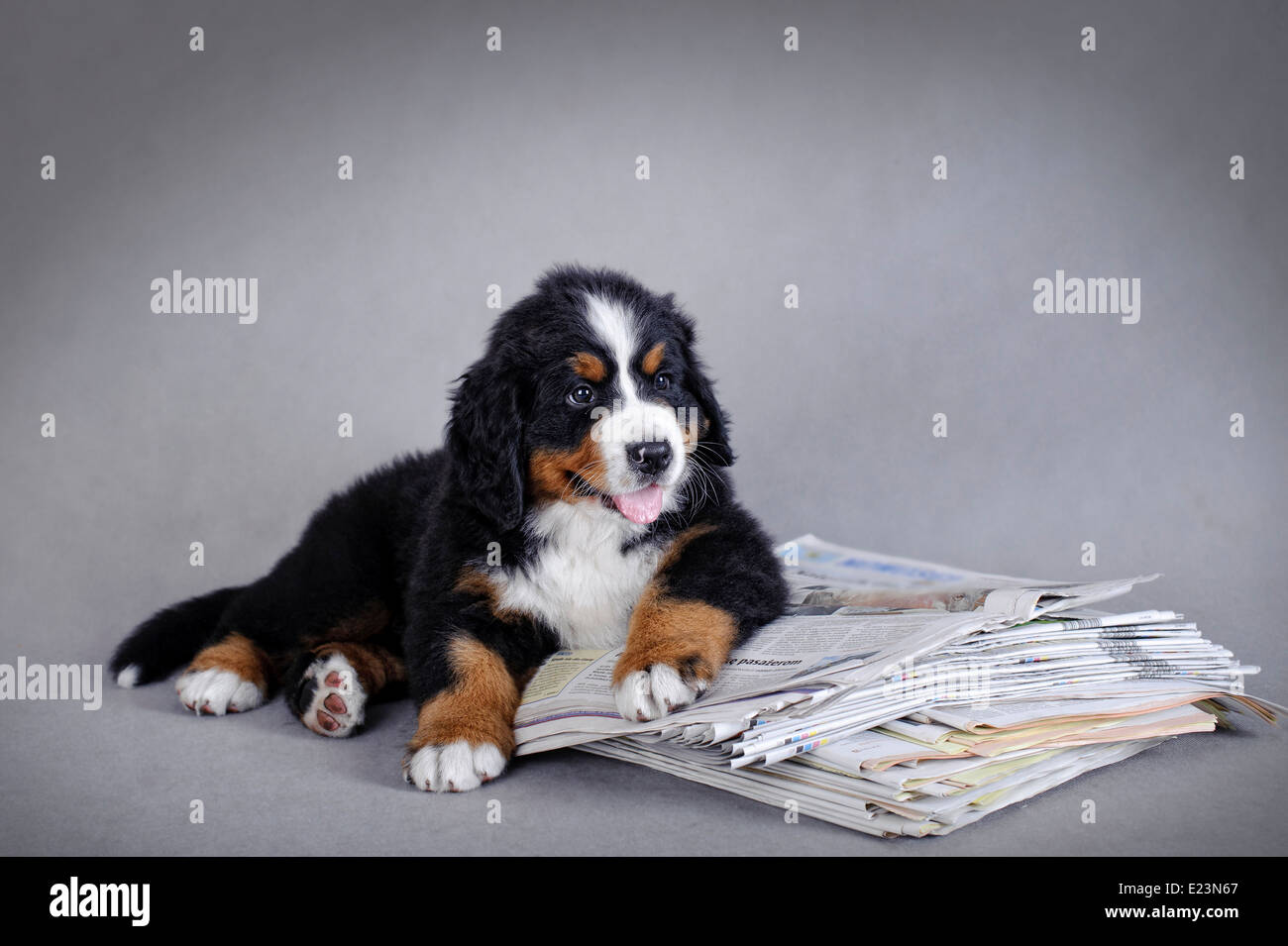 Bernese Mountain Dog puppy portrait avec journal Banque D'Images