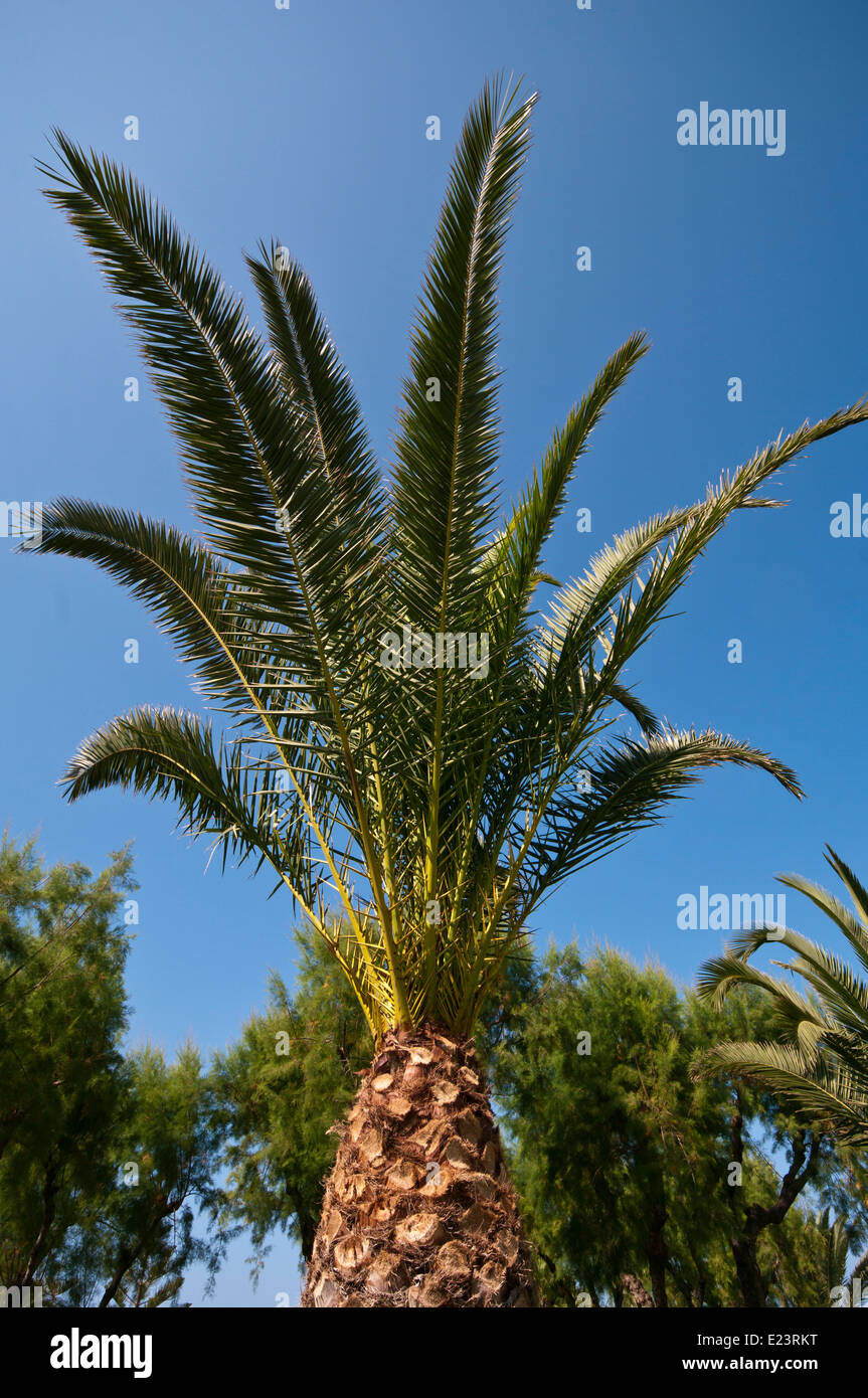 1 Seul un Palm Tree Against a Blue Sky Banque D'Images