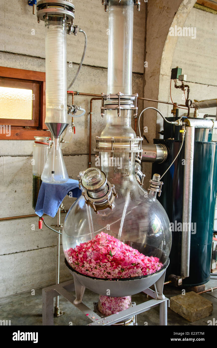 Encore, la distillation de plantes aromatiques de l'huile de rose Banque D'Images