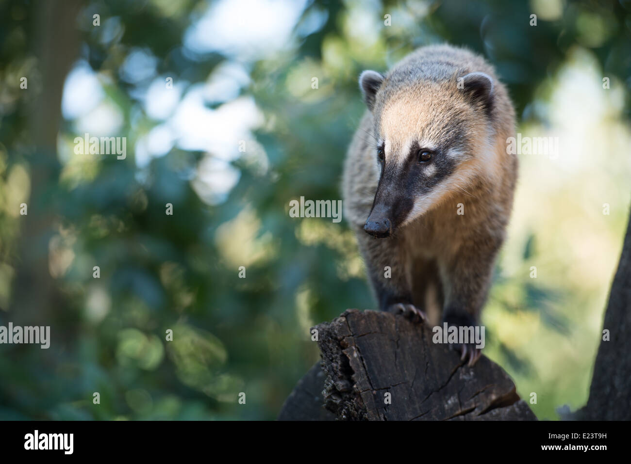 Coati, sud-américaine ou de l'anneau-tailed coati qui envisagent la vie - Le Zoo de Londres tard dans Regent's Park, juin 2014 Banque D'Images
