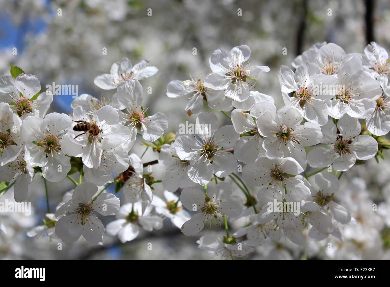 Branche de l'blossoming cherry au printemps Banque D'Images