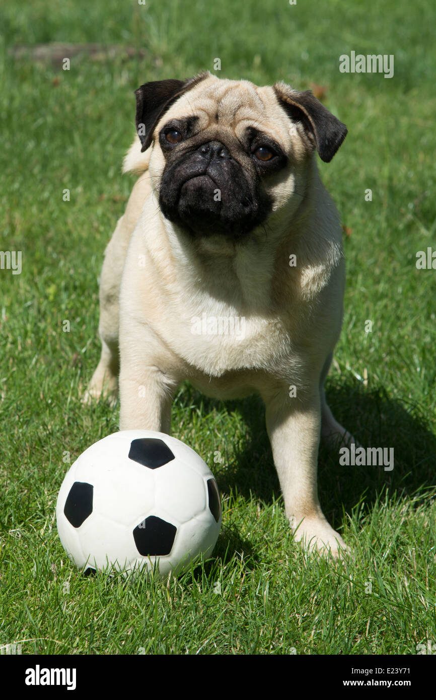 Le PUG avec un ballon de football Banque D'Images