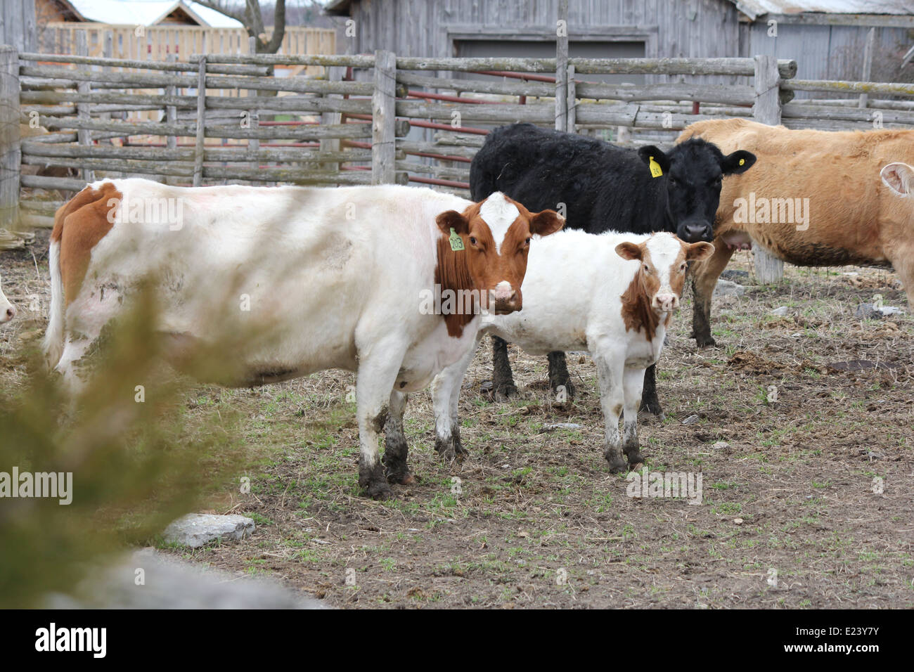 Vaches dans un petit corral près des bâtiments de ferme Banque D'Images