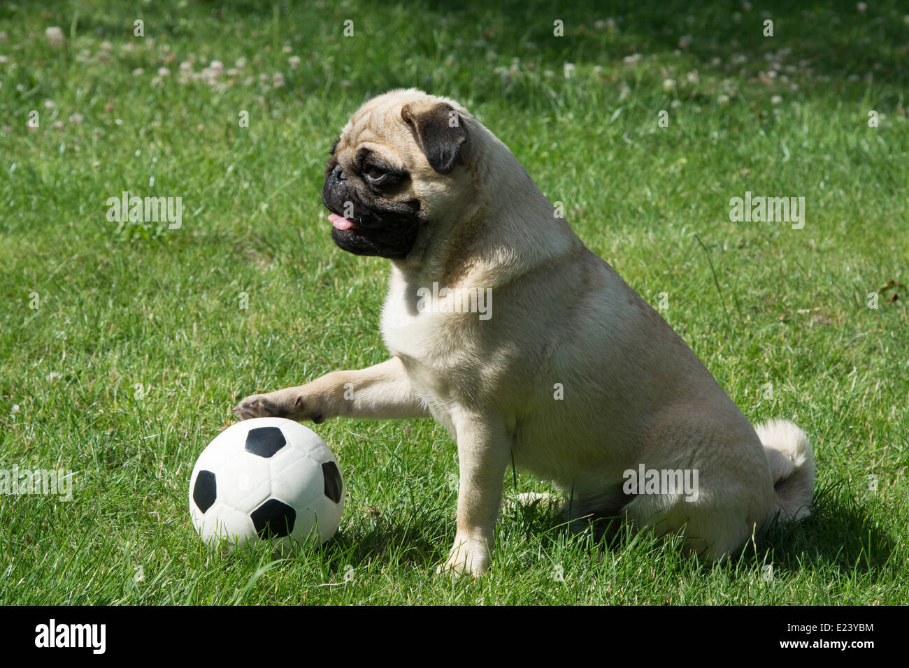 Le PUG avec sa patte sur un terrain de football Banque D'Images