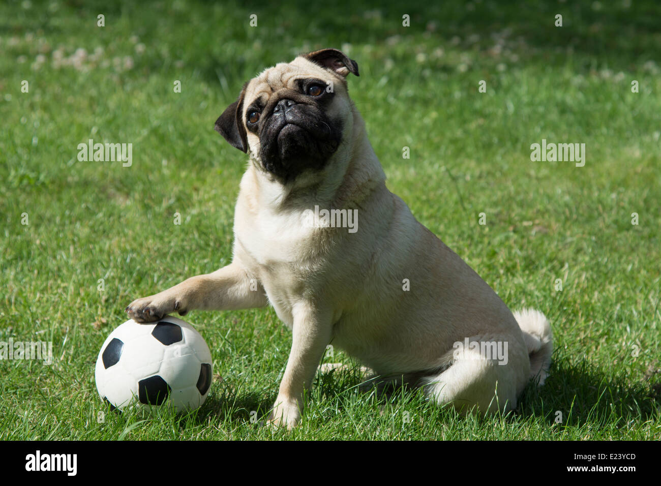 Le PUG avec sa patte sur un terrain de football Banque D'Images