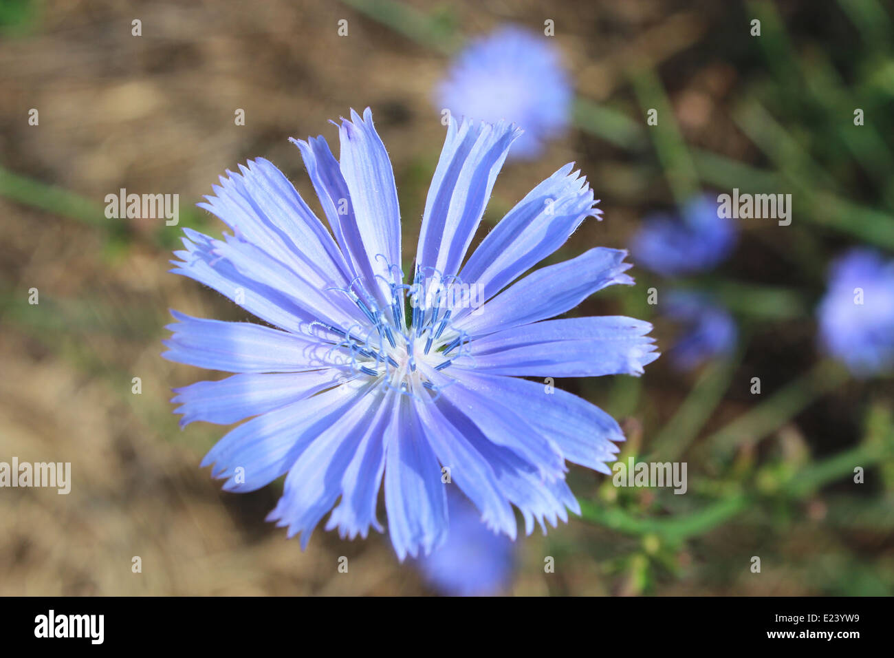 Belle fleur bleu clair de Cichorium dans le domaine Banque D'Images