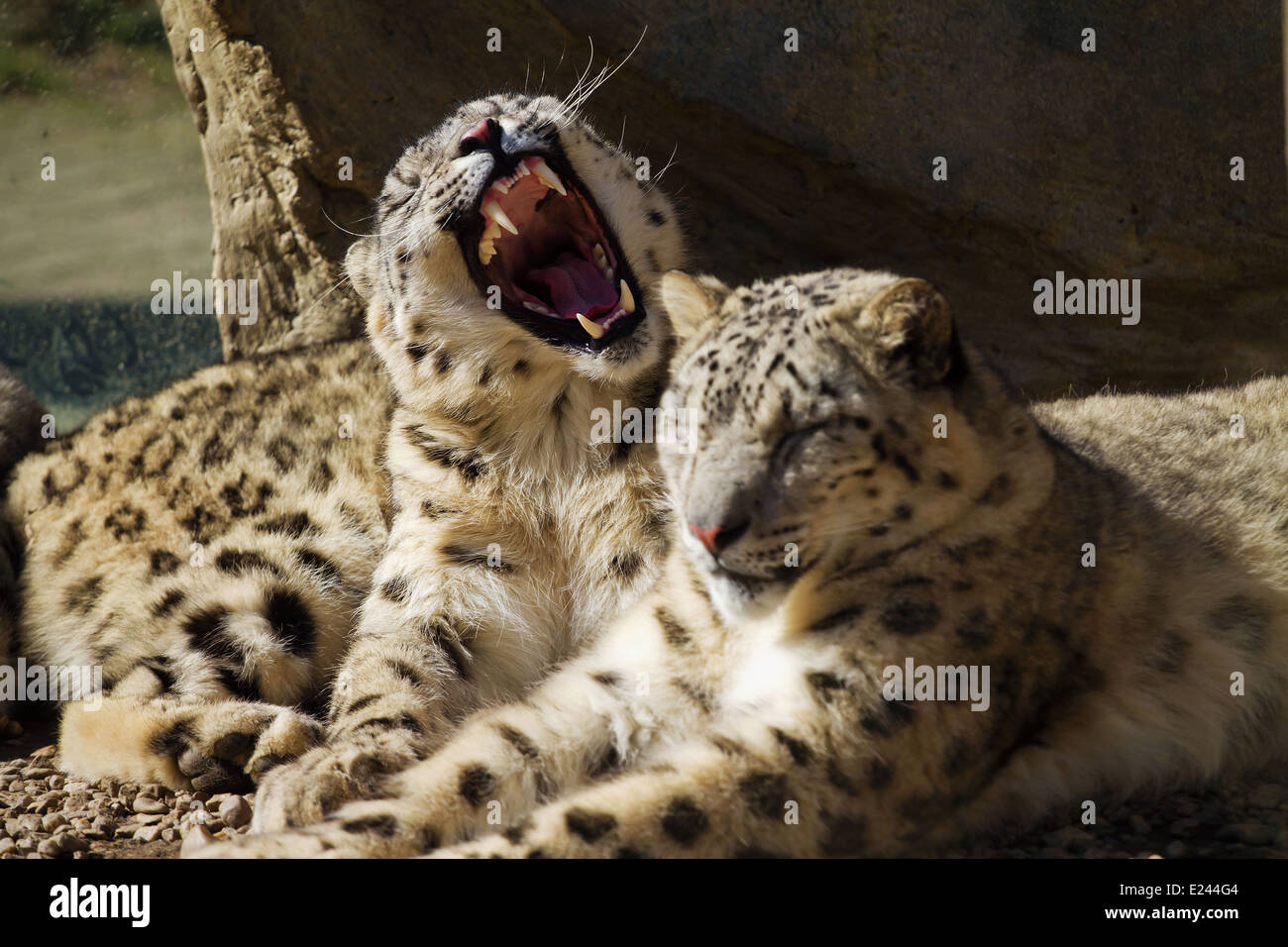 Lying famille de Snow Leopard (Panthera uncia) Irbis Banque D'Images