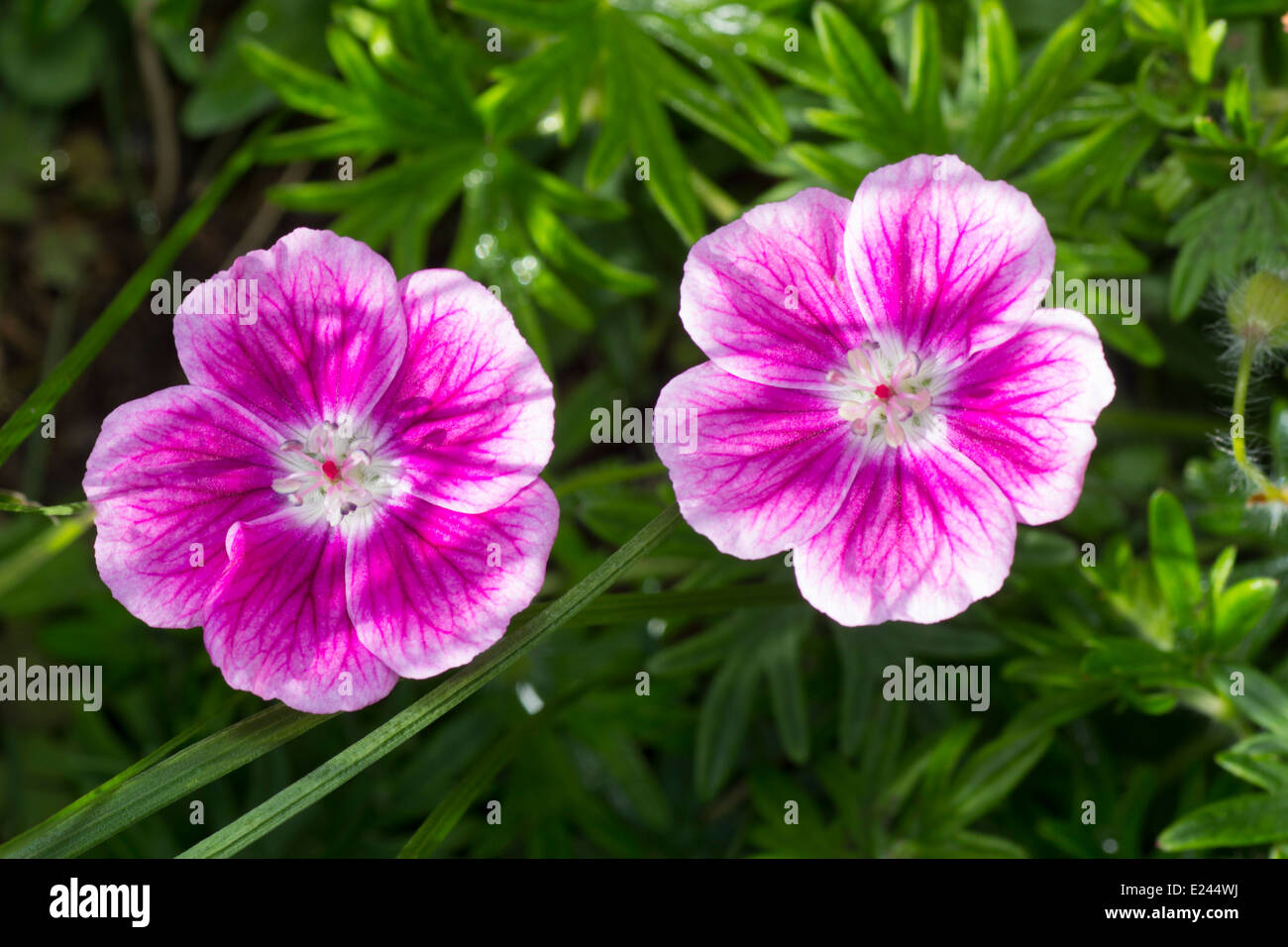 Fleurs roses et blanches du petit hardy, géranium Geranium sanguineum 'Elke' Banque D'Images