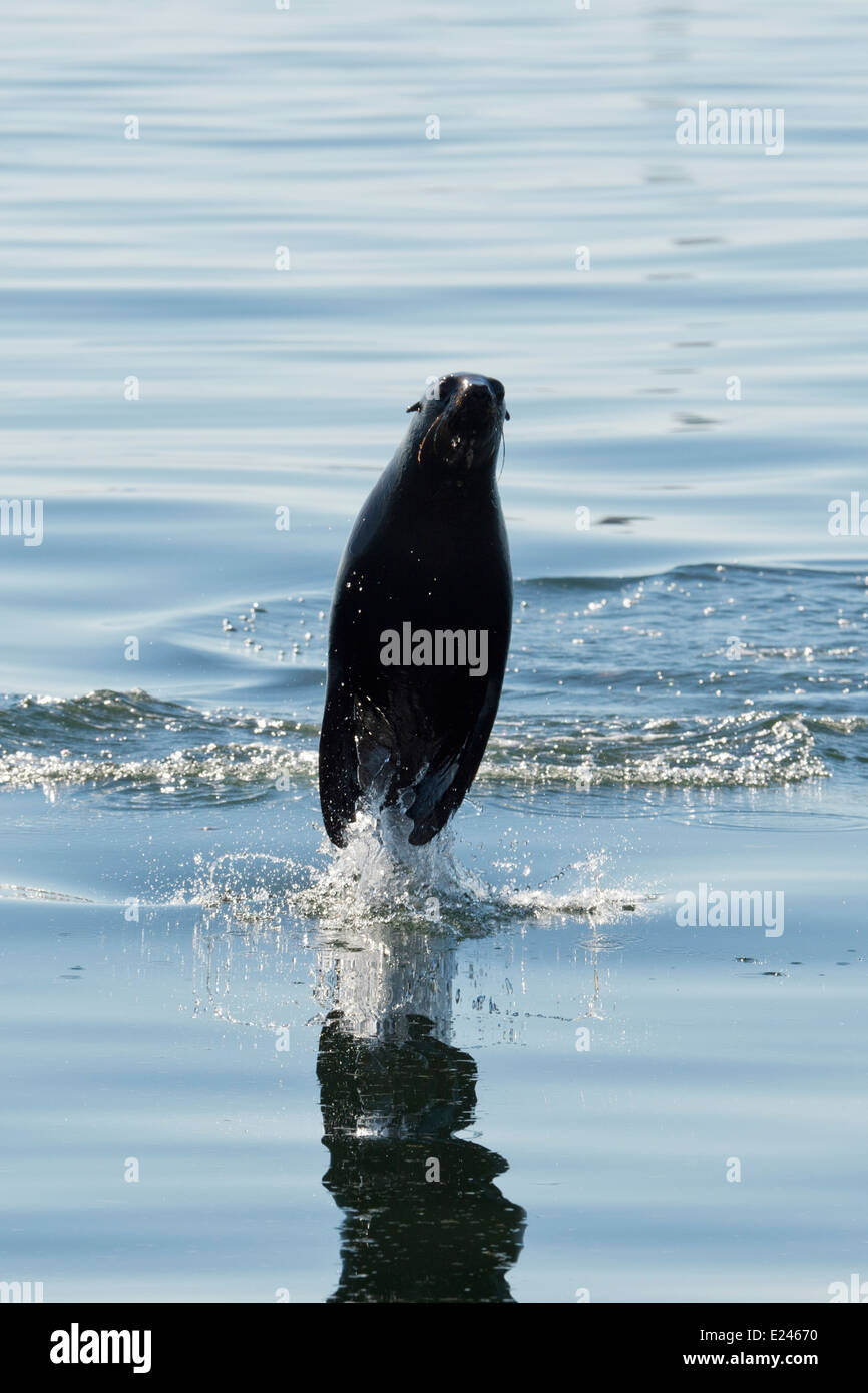 Cape (Arctocephalus pusillus), au tangage Pelican Point, Walvis Bay, en Namibie. Banque D'Images