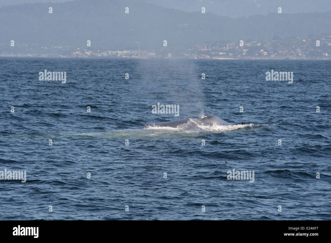 Rorqual bleu (Balaenoptera Musculus). Monterey, Californie, l'océan Pacifique. Banque D'Images