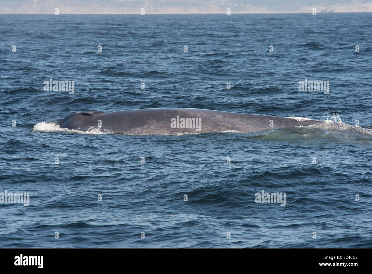 Rorqual bleu (Balaenoptera Musculus) à la surface. Monterey, Californie, l'océan Pacifique. Banque D'Images