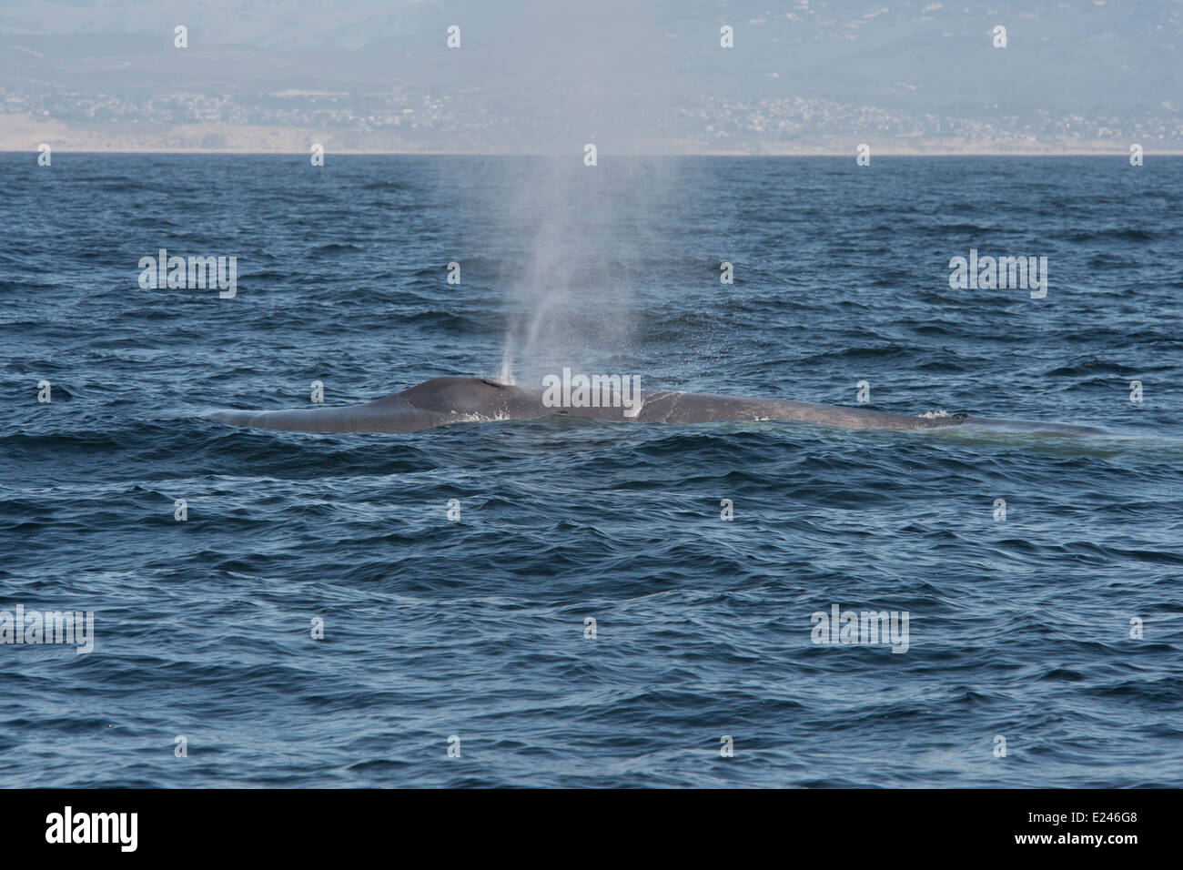 Rorqual bleu (Balaenoptera Musculus). Monterey, Californie, l'océan Pacifique. Banque D'Images