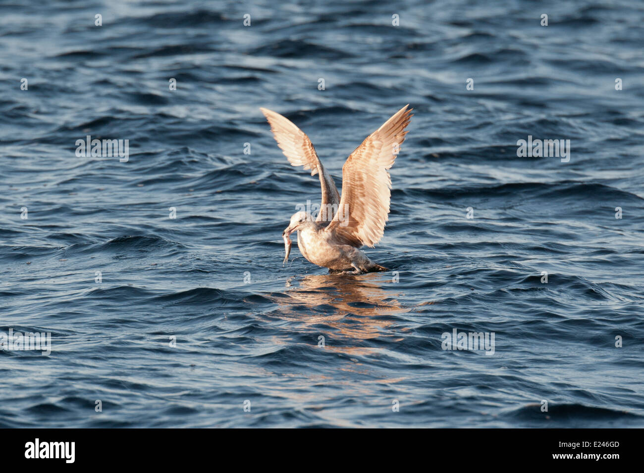 Mouette, décoller avec le poisson dans son bec, Monterey, Californie, l'océan Pacifique. Banque D'Images
