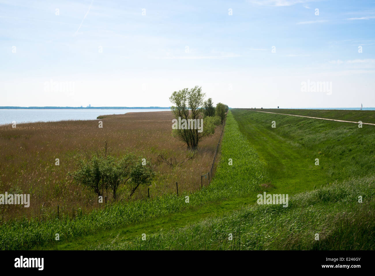 Oostvaardersplassen aux Pays-Bas Banque D'Images