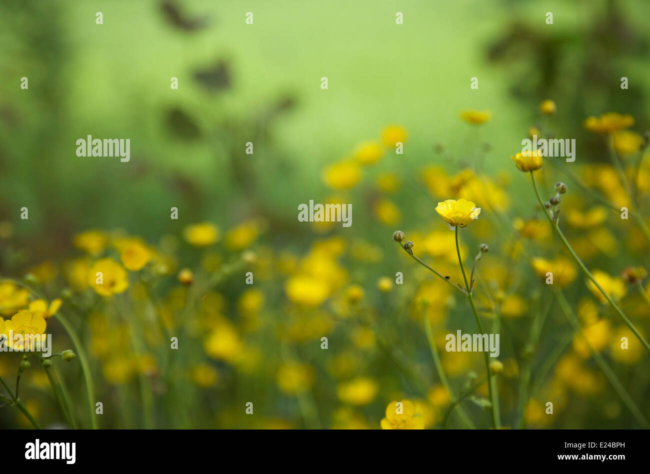 Prairie en fleurs renoncule Banque D'Images