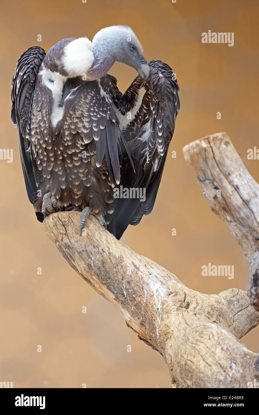 Un de Ruppell vautour fauve (Gyps rueppellii) sur un arbre mort Banque D'Images