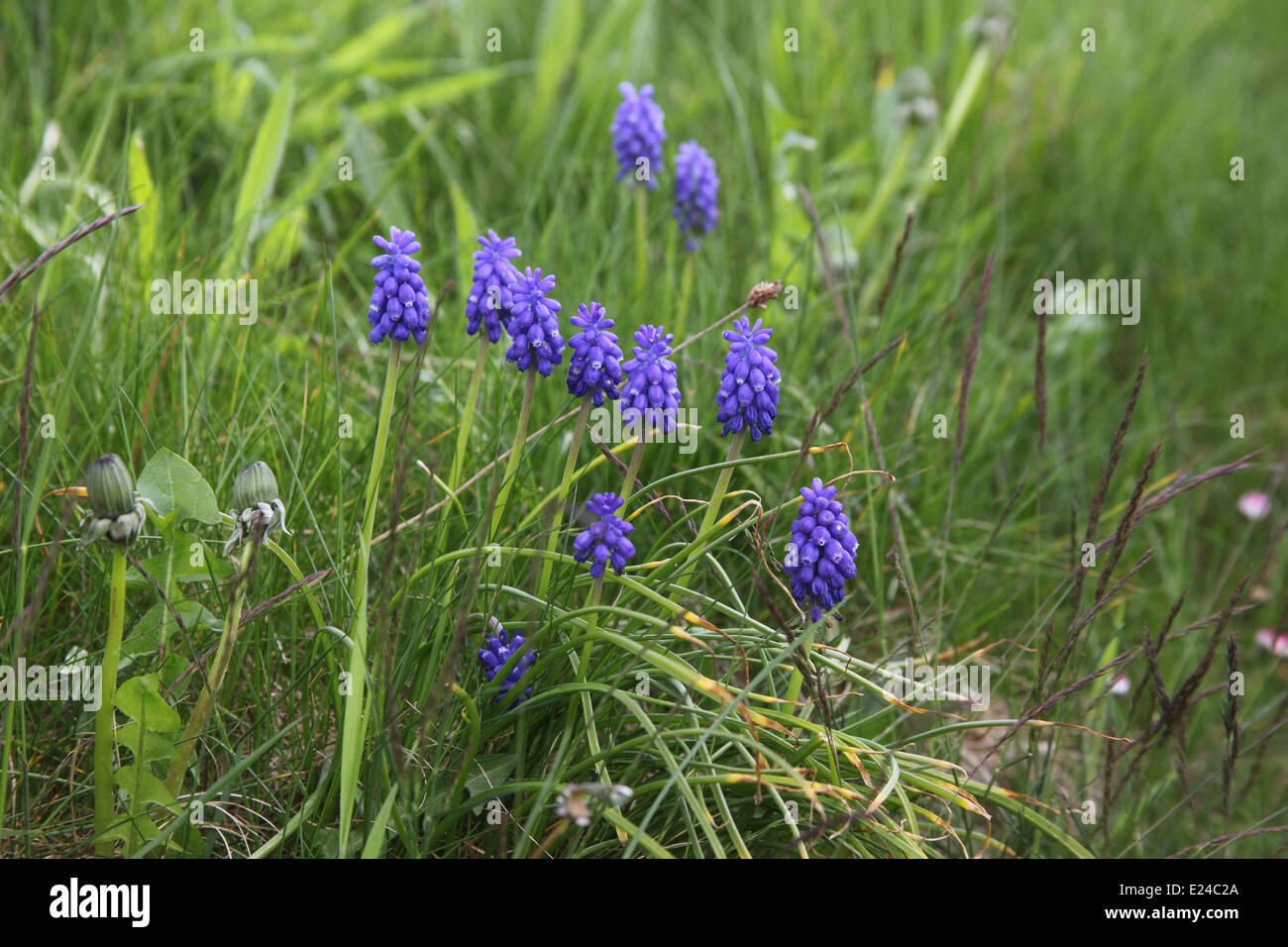 Muscari armeniacum clog close up of flowers Banque D'Images