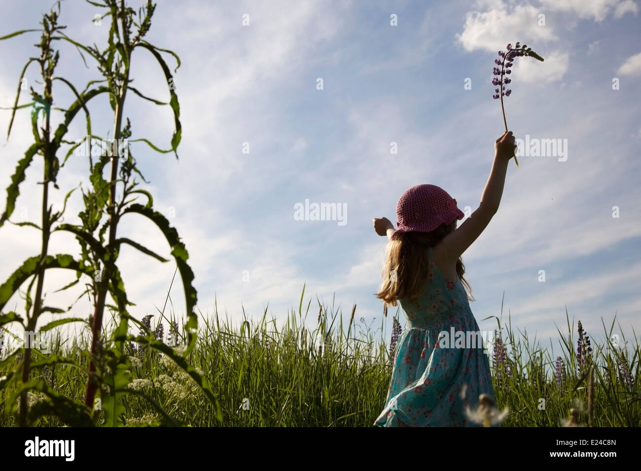 Jeune fille tenant une fleur et ses mains jusqu'au milieu de l'herbe haute en été en Finlande Banque D'Images