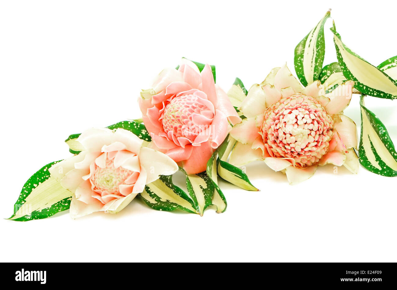 Torche rose fleur de gingembre (Etlingera elatior), isolé sur fond blanc Banque D'Images