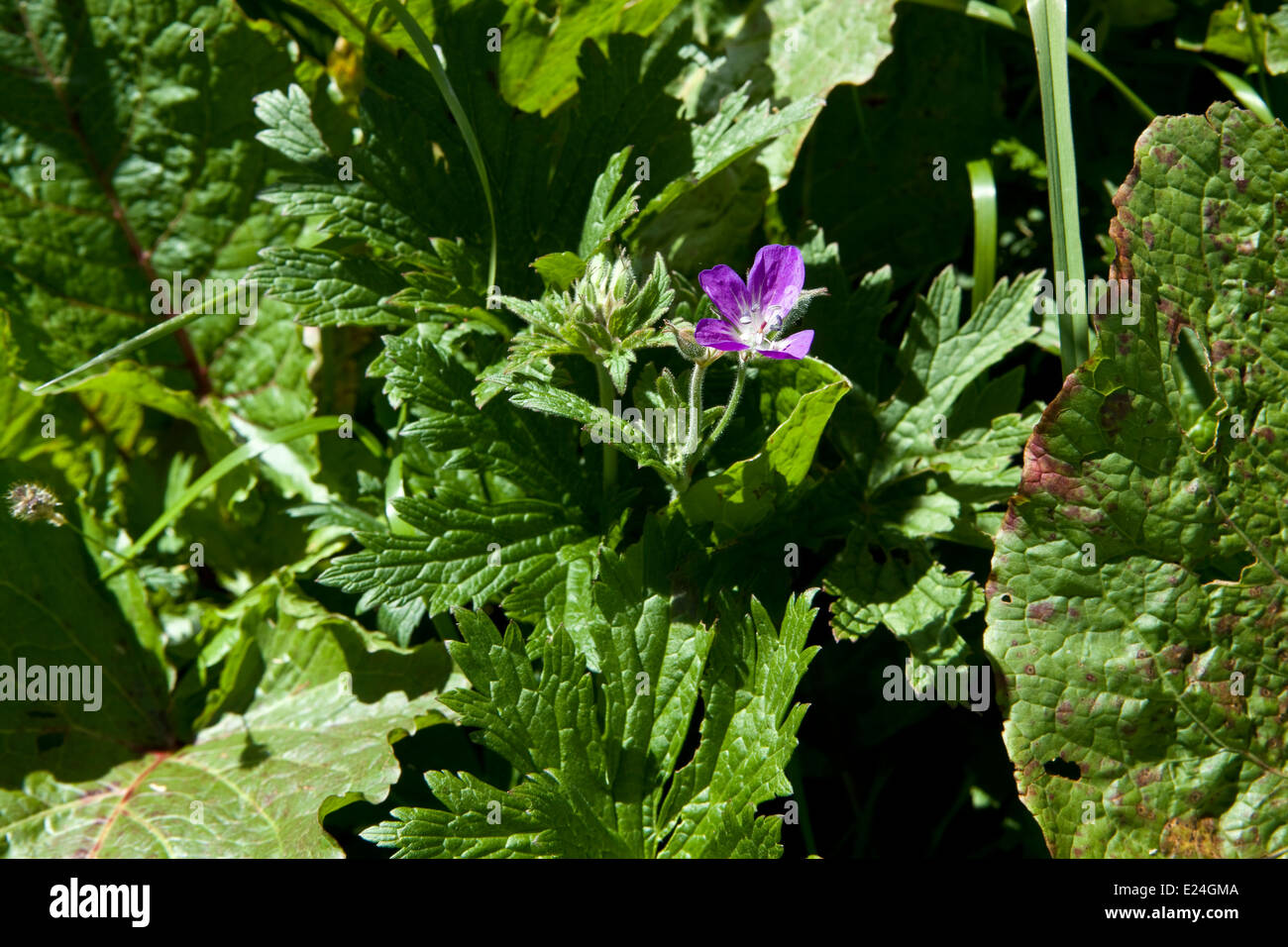 Geranium sylvaticum Banque D'Images