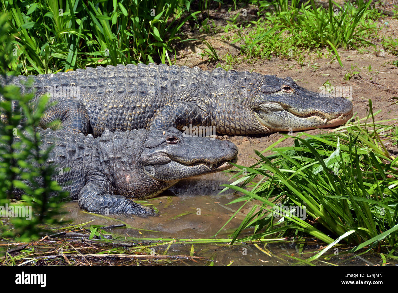 2 alligators américains au Zoo de Flushing Queens - Corona Park, Queens, New York Banque D'Images 2 alligators américains au Zoo de Flushing Queens - Corona Park, Queens, New York Banque D'Images