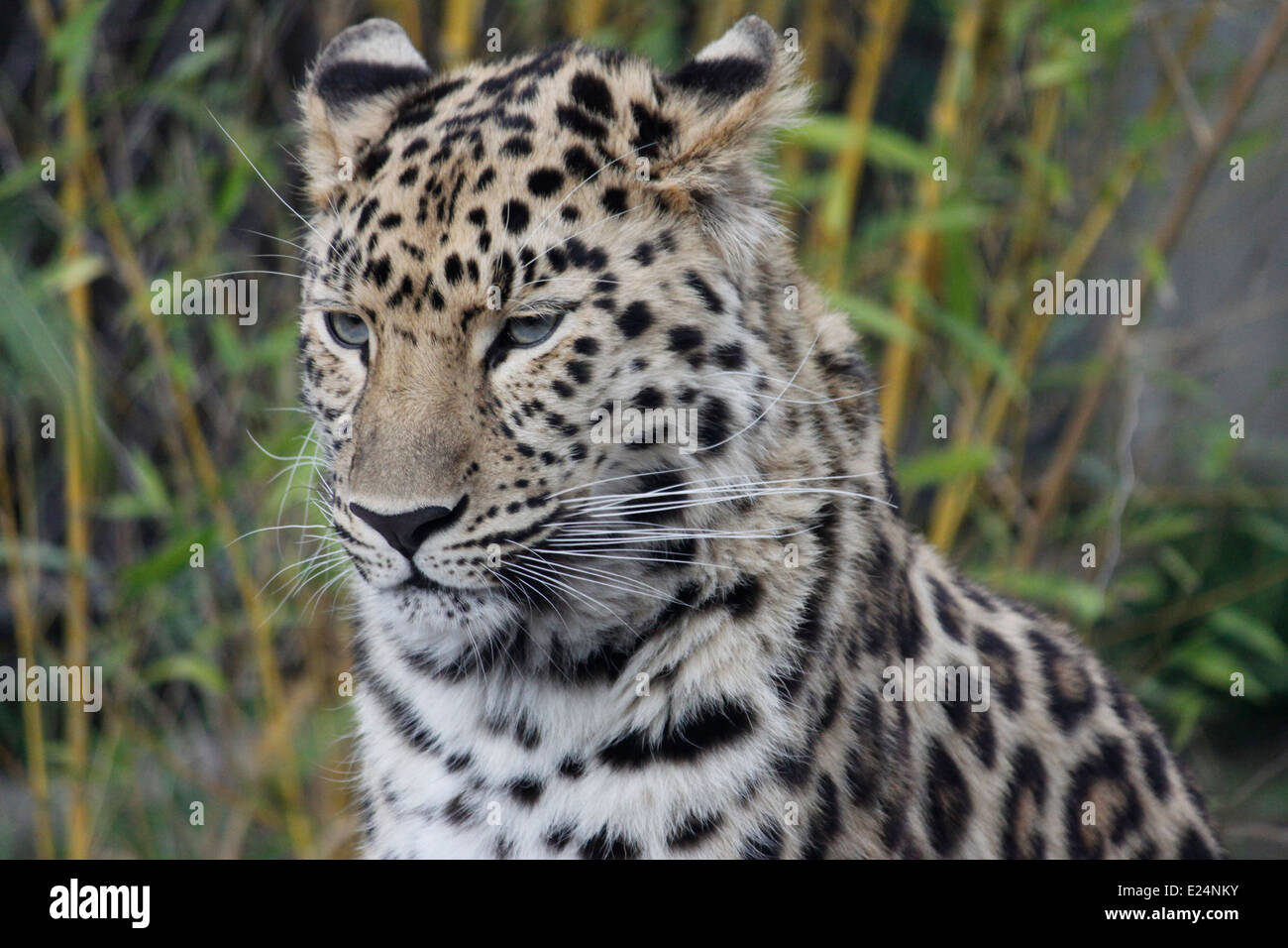 Amur Leopard, Panthera pardus orientalis, Parc de la tête d'or, LYON, Rhone, Rhone Alpes, France. Banque D'Images
