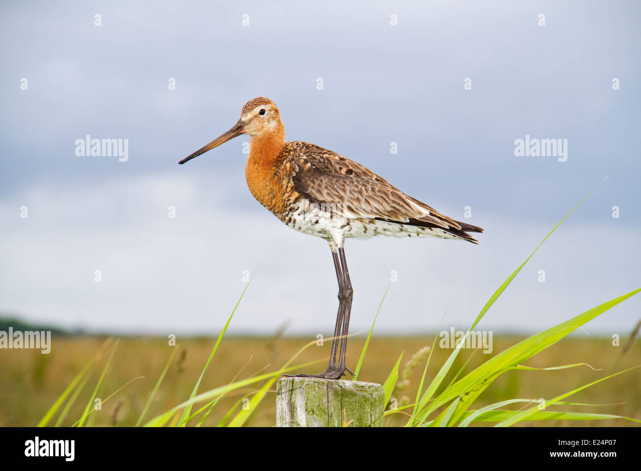 Une barge à queue noire (Limosa limosa) n un pôle dans un pré Banque D'Images