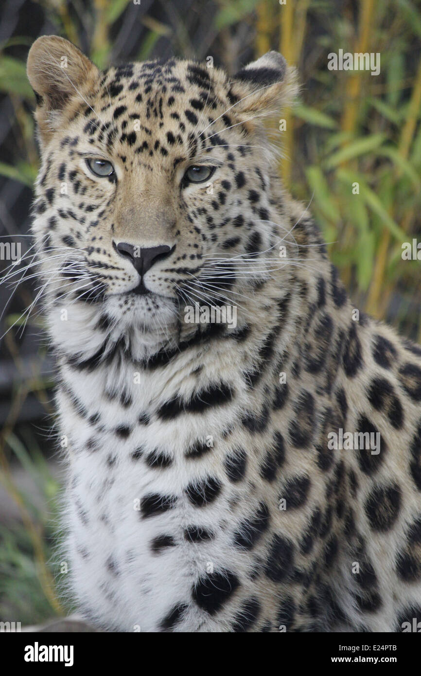 Amur Leopard, Panthera pardus orientalis, Parc de la tête d'or, LYON, Rhone, Rhone Alpes, France. Banque D'Images