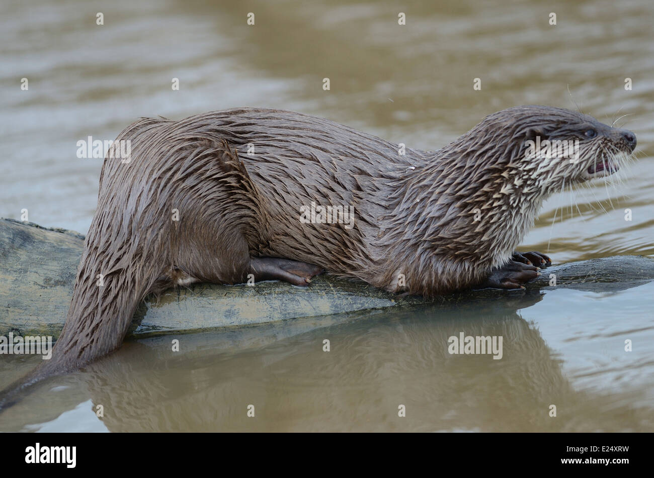 Loutre Au Repos Banque De Photographies Et D images Haute R solution loutre-au-repos-banque-de-photographies-et-d-images-haute-r-solution