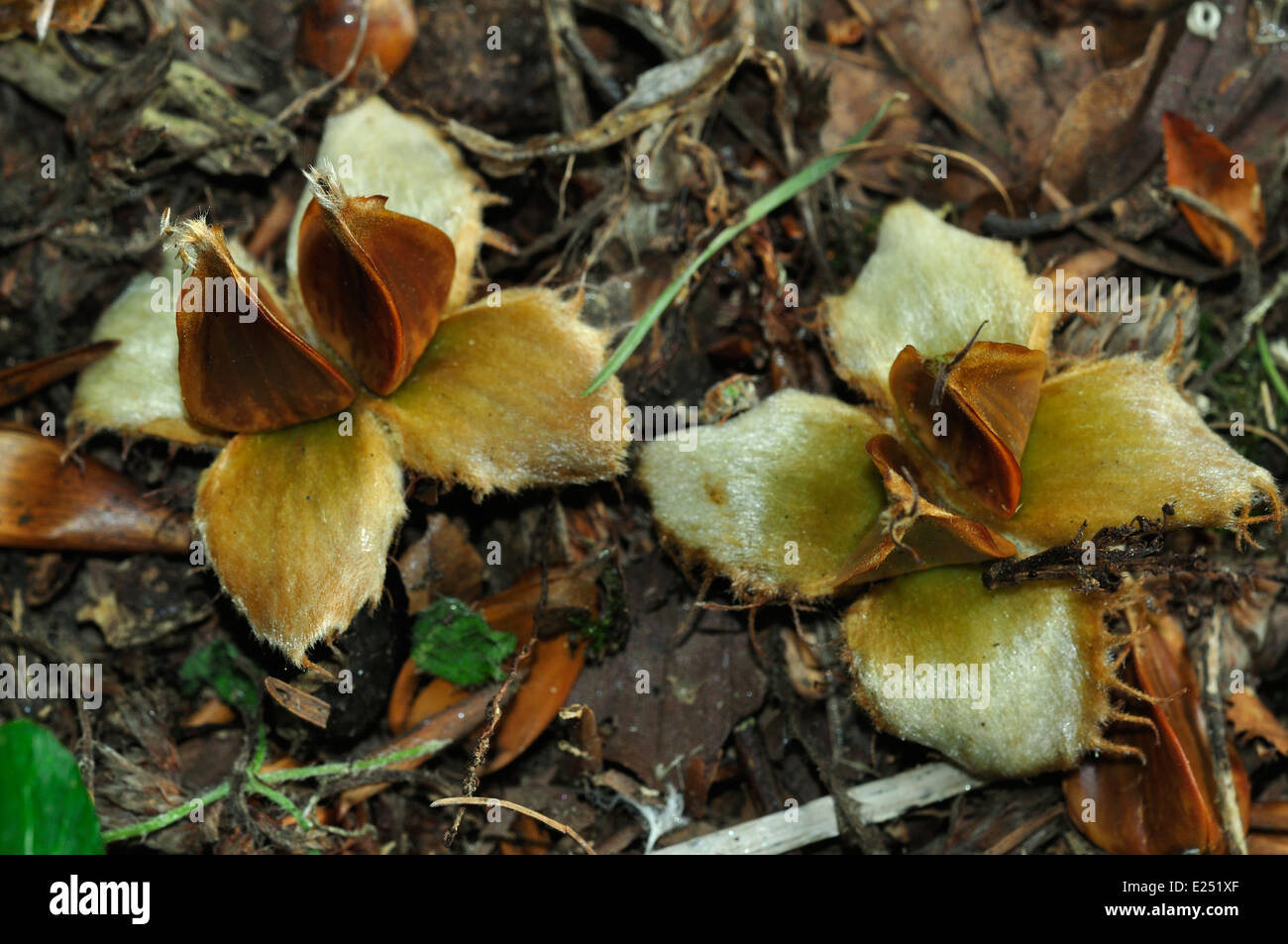Graines de hêtre ou de noix à l'automne Banque D'Images