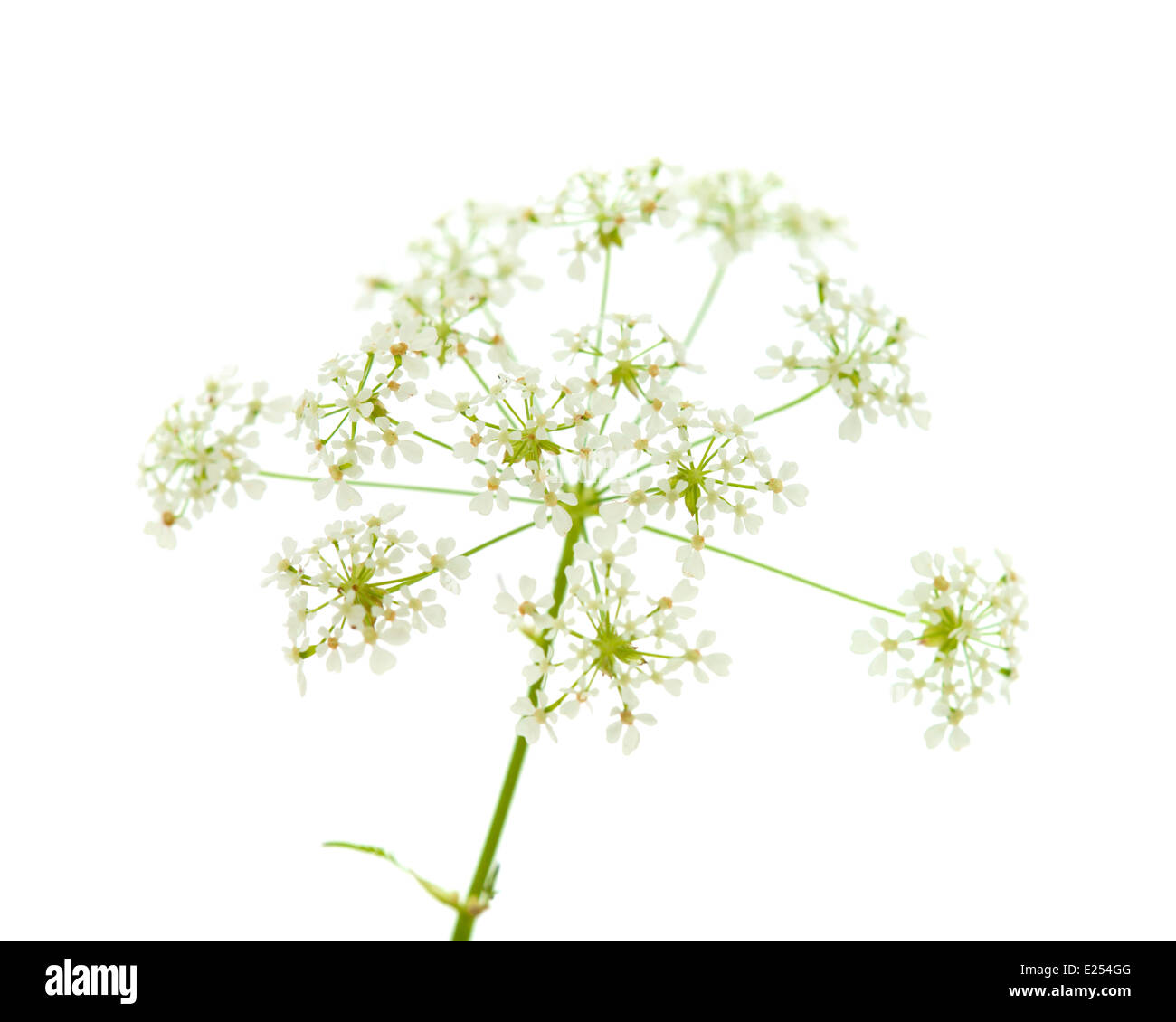 Cow parsley isolé sur fond blanc Banque D'Images