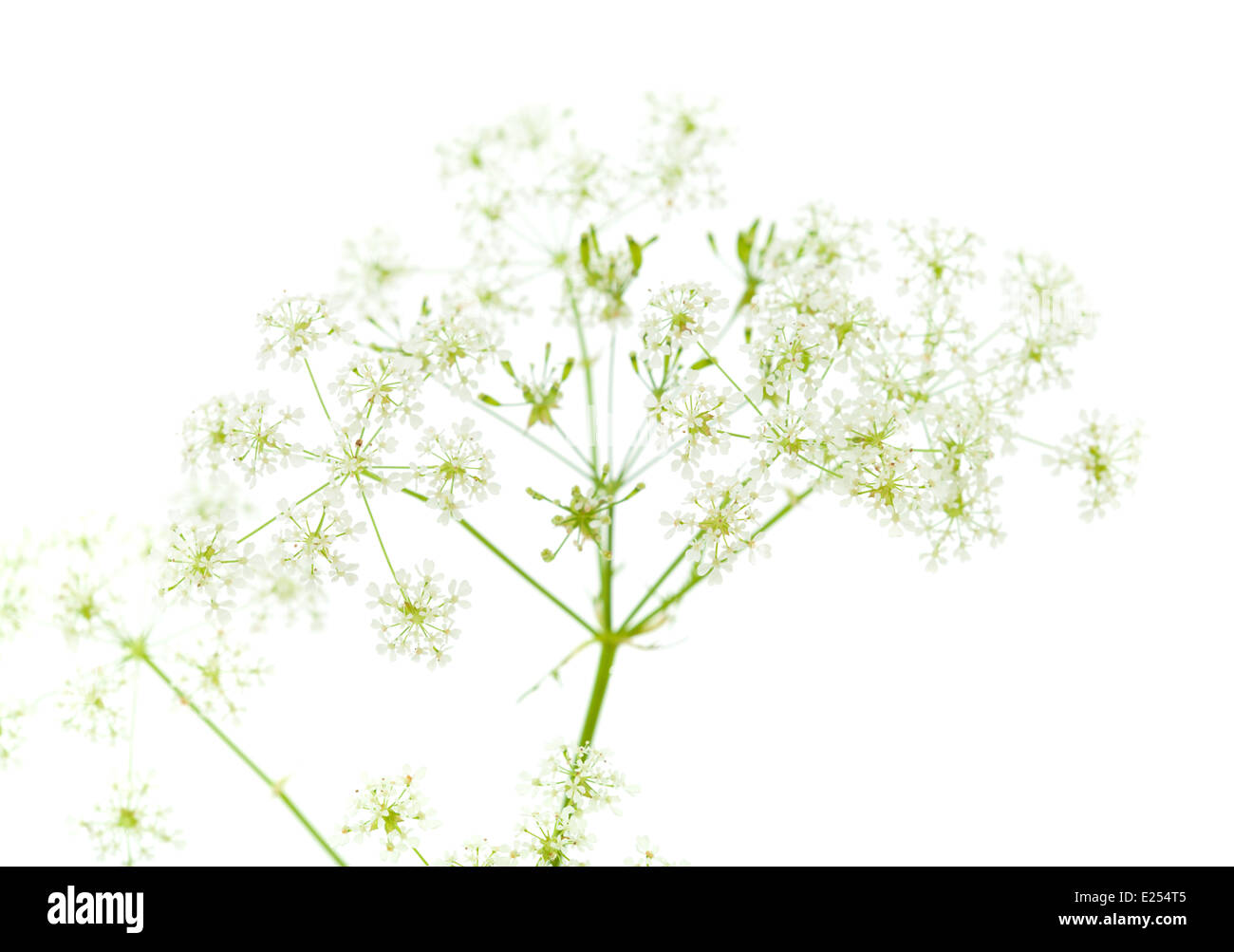 Cow parsley isolé sur fond blanc Banque D'Images
